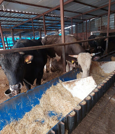 2026 kurbanlık fiyatları kurban ibadeti için hazırlanan büyükbaş hayvanlar damda yem yerken