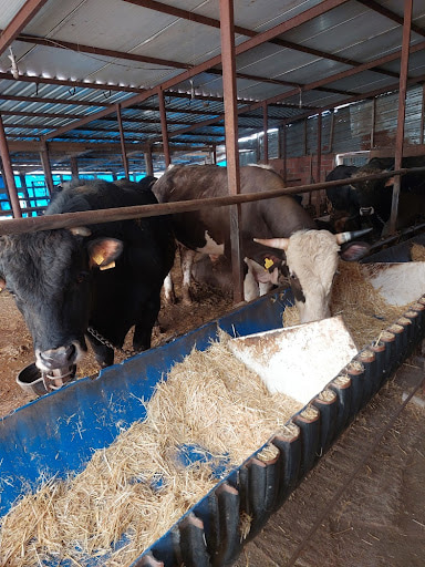 🎯 2026 Kurbanlık Fiyatları Belli Olmaya Başladı! İşte Büyükbaş ve Küçükbaş Canlı Hayvan Piyasasında Son Durum