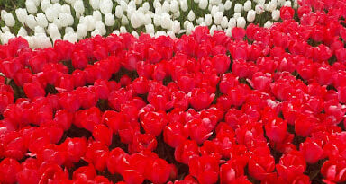 İstanbul'da lale festivali sırasında Emirgan Korusu'nda sergilenen kırmızı ve beyaz lalelerin oluşturduğu estetik kavisli desen.