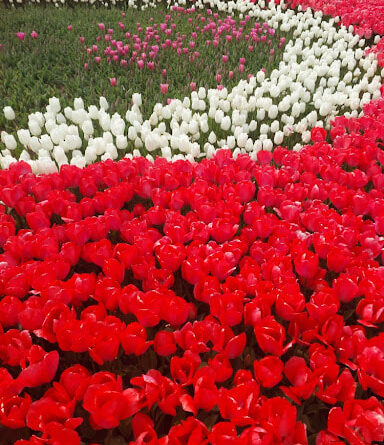 İstanbul'da lale festivali sırasında Emirgan Korusu'nda sergilenen kırmızı ve beyaz lalelerin oluşturduğu estetik kavisli desen.