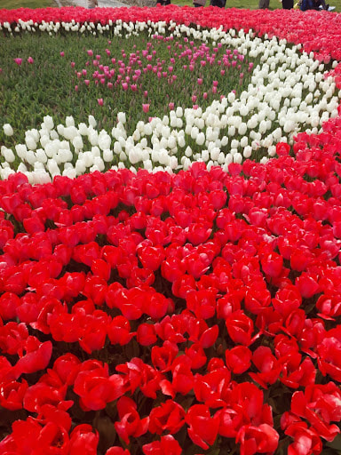 İstanbul’da Lale Festivali: Emirgan Korusu’nda Görsel Şölen Dorukta!