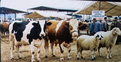 Kurbanlık Seçiminde Kritik Karar: Dişi mi, Erkek mi? Hangisinin Et Verimi Daha Yüksek?
