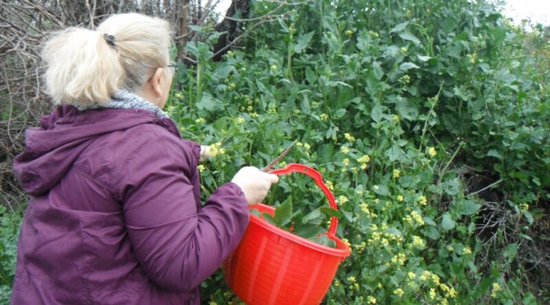 Kırmızı kova ile baharda doğada yenilebilir yabani ot toplayan kadın