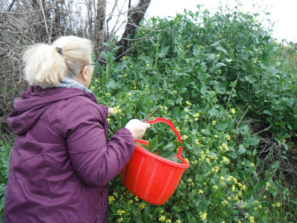 🥗 2026 Baharı Yenilebilir Yabani Otlar İle Canlanıyor: Doğanın Mucizevi Şifaları Yenme Kıvamına Geldi!